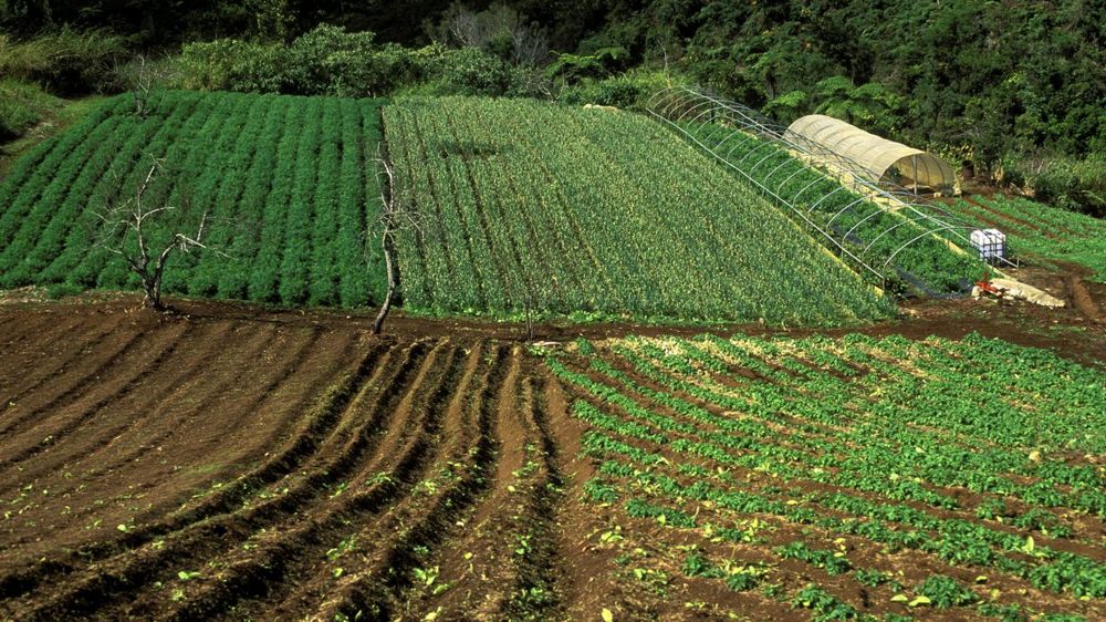 La Commission européenne a annoncé qu’une baisse de 3,9 % du budget du Posei était envisagée pour la période de 2021 à 2027. © P. Roy