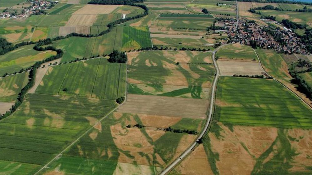 Photo de maïs, prise en Alsace. @Joosclement/Twitter