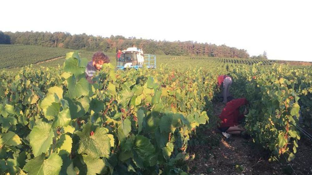 Twitter @TiphaineLeRoux