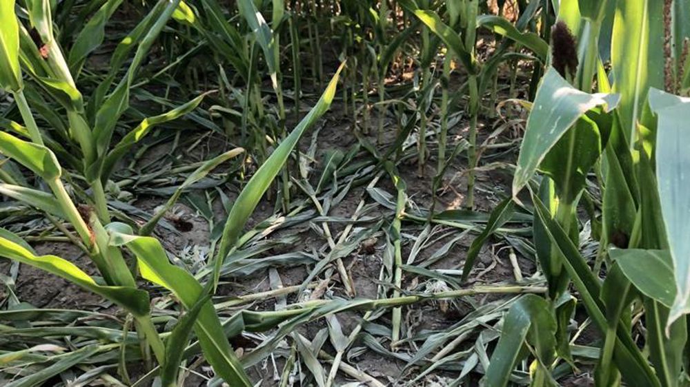 © Twitter / A. Salmon