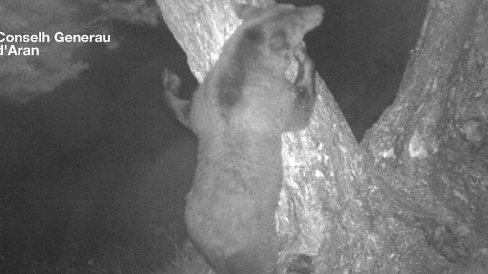 © Twitter / Conselh generau Aran