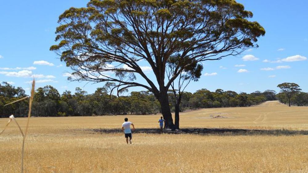 Les champs de l’ouest de l’Australie devraient permettre de rattraper le rendement national. © Pxhere