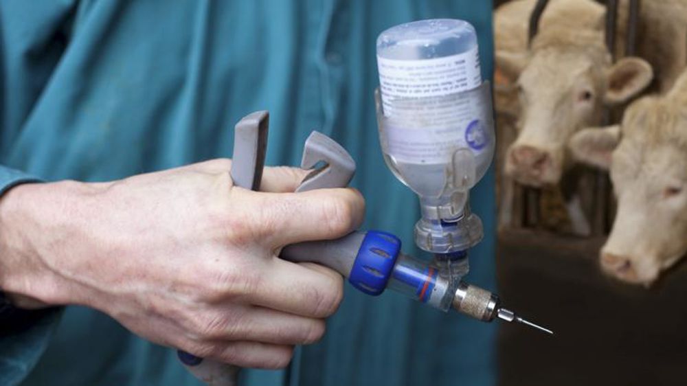 Photo d’illustration. Vétérinaire vaccinant un troupeau de vaches charolaises contre la FCO. © Claudius Thiriet