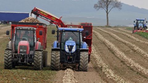 Tereos a lancé la campagne de récolte betteraves le 15 septembre 2018. Le groupe coopératif table sur une récolte de 19 millions de tonnes, avec un rendement de 86 t/ha à 16 %. © P. Peeters/GFA Tereos a lancé la campagne de récolte betteraves le 15 septembre 2018. Le groupe coopératif table sur une récolte de 19 millions de tonnes, avec un rendement de 86 t/ha à 16 %. © P. Peeters/GFA