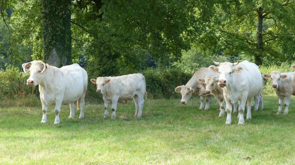 © V. Scarlakens/GFA