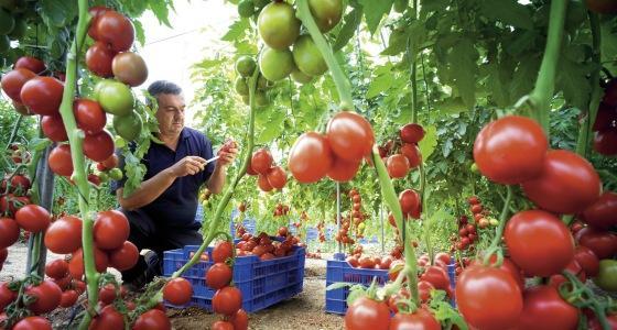 Les produits AgraQuest sont utilisés dans divers segments de marché, tels que les fruits et légumes, les grandes cultures, la protection post-récolte, le gazon, les produits pour la maison et le jardin, et la santé animale. 
