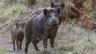 La chevrotine est par principe interdite depuis un arrêté de 1986. © Christian Watier La chevrotine est par principe interdite depuis un arrêté de 1986. © Christian Watier