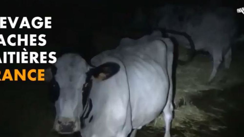 Aperçu du montage vidéo réalisé par Rémi Gaillard.