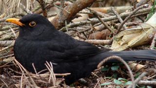 L’arrêté du ministre fixe le nombre de capture à 12 000 pour les grives et les merles dans le Var. © Wikipedia/Wisniowy L’arrêté du ministre fixe le nombre de capture à 12 000 pour les grives et les merles dans le Var. © Wikipedia/Wisniowy