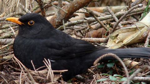 L’arrêté du ministre fixe le nombre de capture à 12 000 pour les grives et les merles dans le Var. © Wikipedia/Wisniowy L’arrêté du ministre fixe le nombre de capture à 12 000 pour les grives et les merles dans le Var. © Wikipedia/Wisniowy