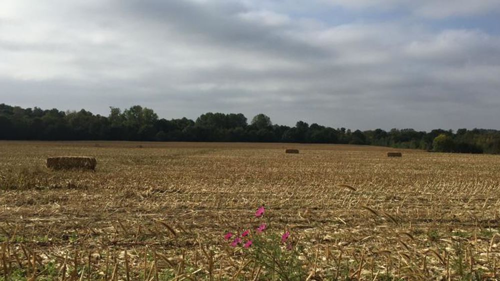 Paille de maïs. © Isabelle Lartigot/GFA