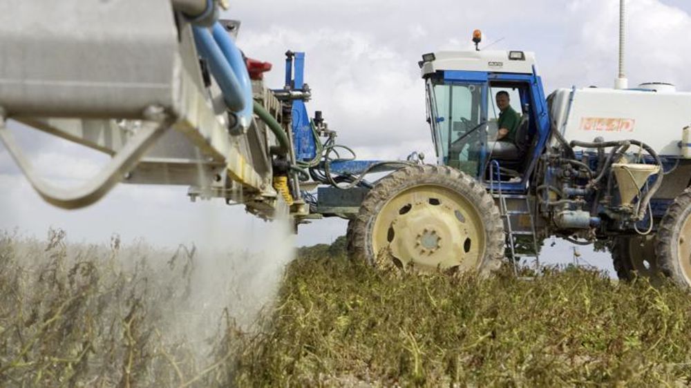 Le diquat était notamment utilisé pour défaner les pommes de terre. © C. Thiriet