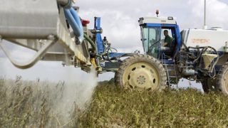 Le diquat était notamment utilisé pour défaner les pommes de terre. © C. Thiriet Le diquat était notamment utilisé pour défaner les pommes de terre. © C. Thiriet