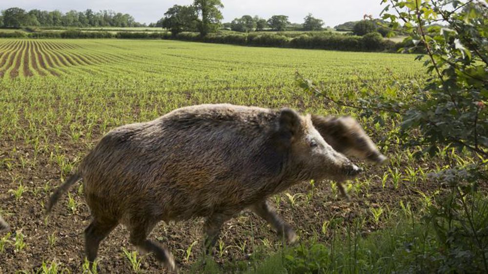 85 % des dégâts aux cultures sont l’œuvre de sangliers. 13 % des cerfs et 2 % des chevreuils. La surpopulation de gros gibier suscite l’exaspération chez les exploitants sinistrés et empoisonne les relations entre chasseurs et agriculteurs. © Claudius Thiriet