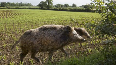 85 % des dégâts aux cultures sont l’œuvre de sangliers. 13 % des cerfs et 2 % des chevreuils. La surpopulation de gros gibier suscite l’exaspération chez les exploitants sinistrés et empoisonne les relations entre chasseurs et agriculteurs. © Claudius Thiriet 85 % des dégâts aux cultures sont l’œuvre de sangliers. 13 % des cerfs et 2 % des chevreuils. La surpopulation de gros gibier suscite l’exaspération chez les exploitants sinistrés et empoisonne les relations entre chasseurs et agriculteurs. © Claudius Thiriet