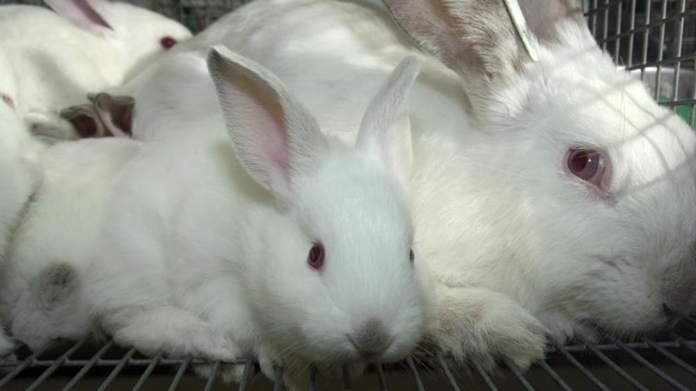 Le principal abatteur de lapins s’engage pour préserver les marges des producteurs. © Christian Watier