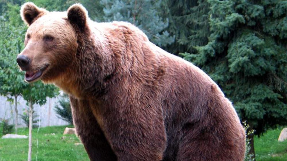 Cap Ours, le collectif d’associations pour la défense du plantigrade, met en garde ceux qui auraient l’intention de perturber les deux ourses héliportées dans le Béarn. © Wikipédia/J.-N. Lafargue