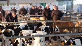 La FFCB, fédération française des commerçants en bestiaux, lance un appel « à ne pas collecter les veaux » à compter du lundi 29 octobre 2018. © Jean-Michel Nossant La FFCB, fédération française des commerçants en bestiaux, lance un appel « à ne pas collecter les veaux » à compter du lundi 29 octobre 2018. © Jean-Michel Nossant