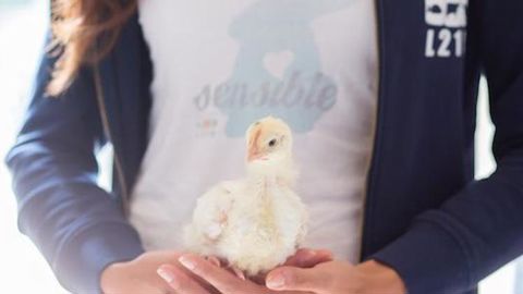 312 millions de dollars dépensés par un ancien de Facebook en 2017 pour le bien-être animal. © DR 312 millions de dollars dépensés par un ancien de Facebook en 2017 pour le bien-être animal. © DR