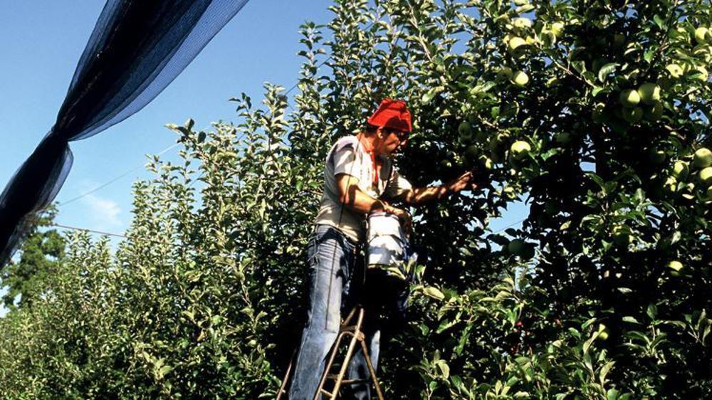 Les agriculteurs se blessent plus souvent à la suite d’une chute de hauteur (19 % contre 10 % en moyenne, tous métiers confondus). © Philippe Roy