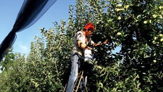 Les agriculteurs se blessent plus souvent à la suite d’une chute de hauteur (19 % contre 10 % en moyenne, tous métiers confondus). © Philippe Roy Les agriculteurs se blessent plus souvent à la suite d’une chute de hauteur (19 % contre 10 % en moyenne, tous métiers confondus). © Philippe Roy