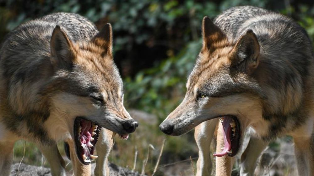 Le quota annuel français de destruction des loups est atteint. Ne restent plus que les tirs de défense simple. © Pixabay