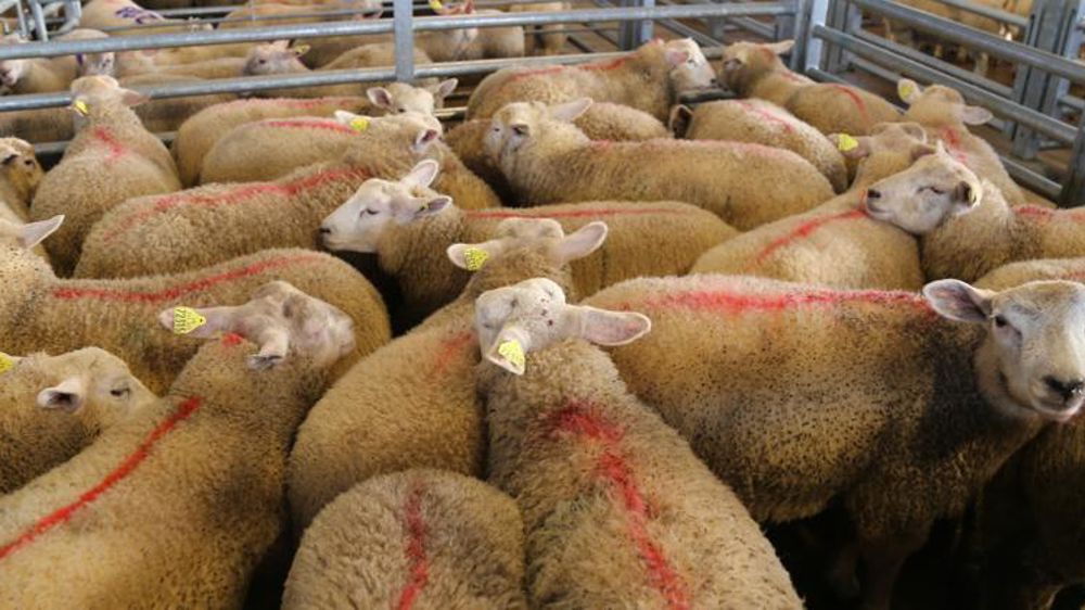 Même si les abattages français d’agneaux ont rebondi en septembre selon Agreste, ils restent en repli sur les dix premiers mois de l’année. © M.-F. Malterre/GFA