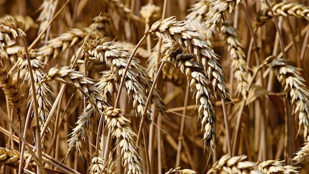 Production mondiale de céréales en baisse. © Pixabay