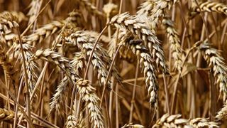 Production mondiale de céréales en baisse. © Pixabay Production mondiale de céréales en baisse. © Pixabay