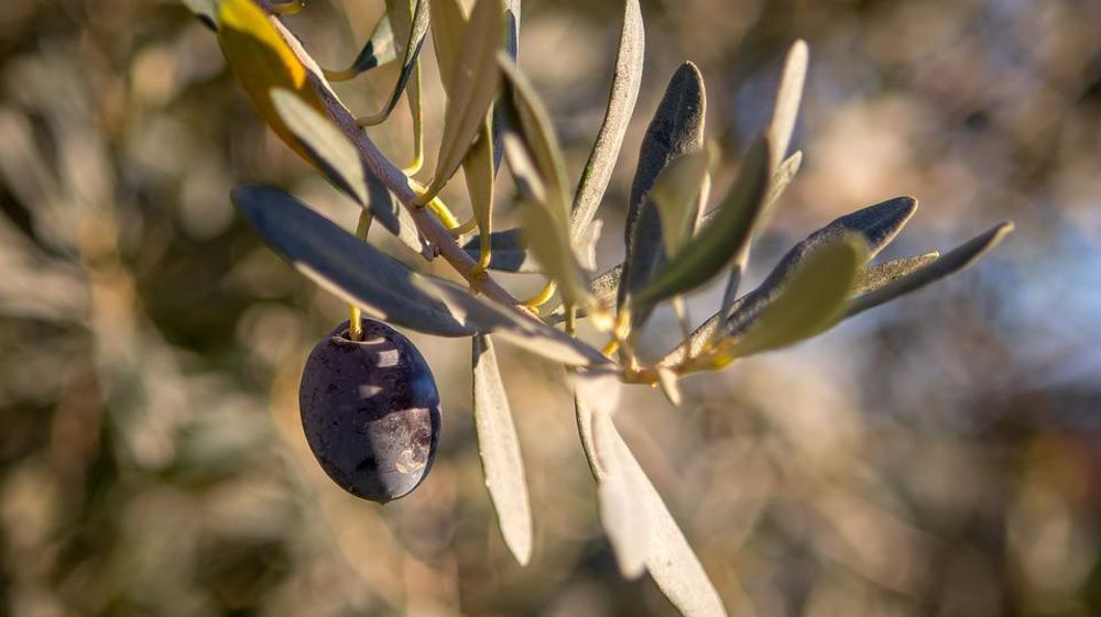 Olive grecque. © Pixabay