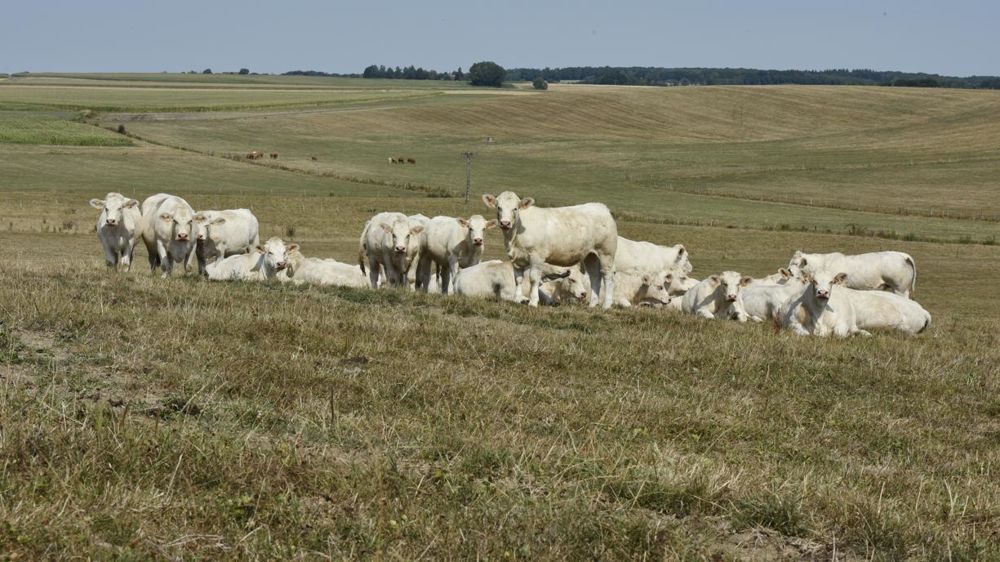 La sécheresse qui a sévi du mois d’août à novembre, a touché plus de 75 départements. © C. Faimali/GFA