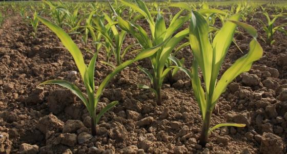 Présent dans l’Hexagone depuis 1999, Kws maïs France détient environ 9,5 % de parts de marché grâce à la vente de plus de 500.000 doses de maïs par an. Le semencier se fixe l'objectif de franchir la barre des 600.000 doses.