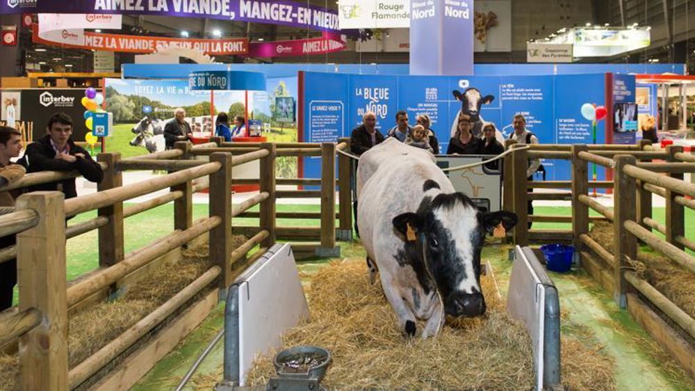 Imminence, bleue du Nord, égérie du Salon de l’agriculture de 2019. © Jean-Michel Nossant