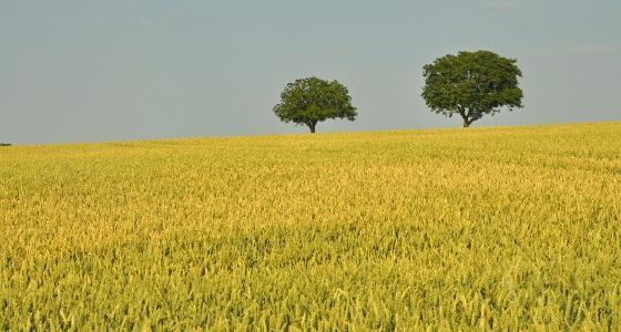 paysage agricole