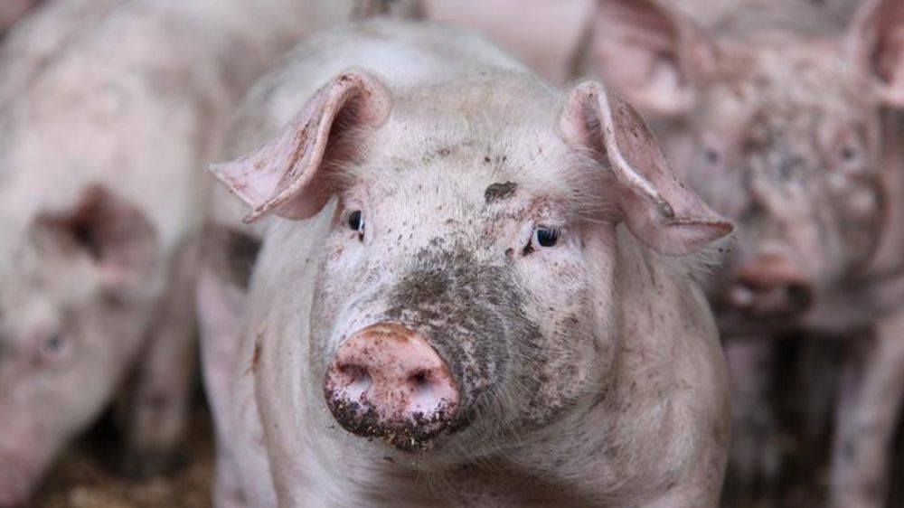 © Alain Cardinaux/GFA