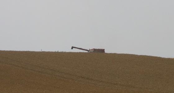 Les perspectives de récolte de blé s'amenuisent.