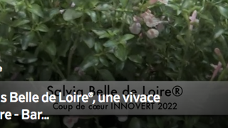 Salvia Belle de Loire®, coup de cœur du concours 