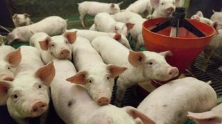 La Commission européenne prévoit une baisse de 5 % de la production communautaire de viande porcine en 2022. La Commission européenne prévoit une baisse de 5 % de la production communautaire de viande porcine en 2022.