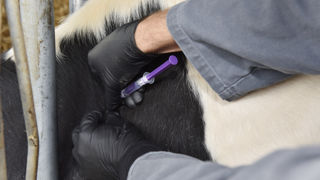 En 10 ans, les ventes globales d'antibiotiques à destination des animaux ont diminué de 47 % dans 25 des 31 pays du réseau ESVAC. (Photo d'illustration) En 10 ans, les ventes globales d'antibiotiques à destination des animaux ont diminué de 47 % dans 25 des 31 pays du réseau ESVAC. (Photo d'illustration)
