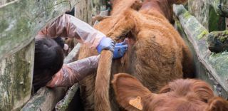 En matière de surveillance, "le dépistage précoce de la tuberculose bovine est un enjeu essentiel pour limiter au maximum les conséquences lourdes de la gestion des éventuelles infections secondaires", détaille la DGAL, dans une instruction technique. En matière de surveillance, "le dépistage précoce de la tuberculose bovine est un enjeu essentiel pour limiter au maximum les conséquences lourdes de la gestion des éventuelles infections secondaires", détaille la DGAL, dans une instruction technique.
