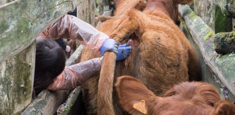 En matière de surveillance, "le dépistage précoce de la tuberculose bovine est un enjeu essentiel pour limiter au maximum les conséquences lourdes de la gestion des éventuelles infections secondaires", détaille la DGAL, dans une instruction technique.