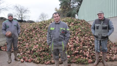 Après un essai réussi sur les mères en lactation, les associés du Gaec Dubuis distribuent les betteraves aux autres pensionnaires de l élevage. Après un essai réussi sur les mères en lactation, les associés du Gaec Dubuis distribuent les betteraves aux autres pensionnaires de l élevage.