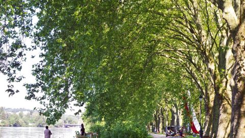Les arbres disposent d'atouts multiples pour rendre la ville du XXIe siècle accueillante pour les citadins et la biodiversité. Mais il doivent disposer de toutes les conditions requises pour exprimer leurs potentialités.