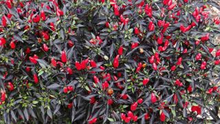 Capsicum annuum 'Midnight Fire'.PHOTO : C. THIERY