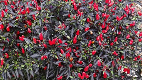 Capsicum annuum 'Midnight Fire'.PHOTO : C. THIERY