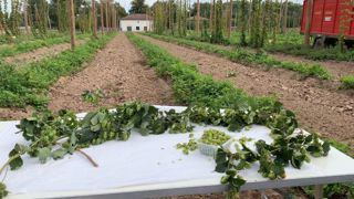 Seulement 64 338 tonnes de houblon ont été produites dans l'Union européenne en 2022. Seulement 64 338 tonnes de houblon ont été produites dans l'Union européenne en 2022.