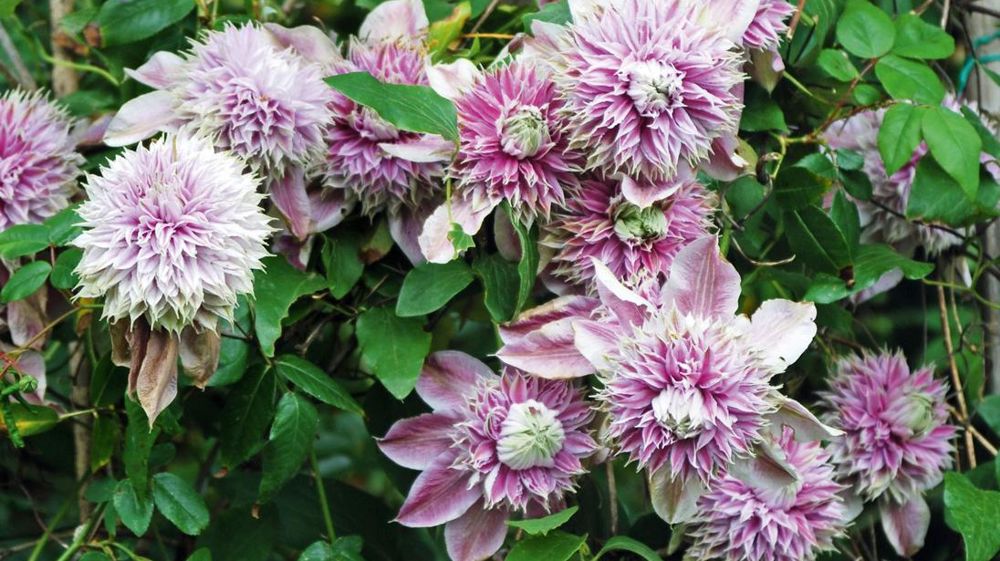 Clématite (Clematis sp.), renonculacées. La sève entraîne une inflammation de la peau et des muqueuses. Quant à l'ingestion, elle est à l'origine d'une violente inflammation des muqueuses buccale et digestive. PHOTO : JÉRÔME JULLIEN Clématite (Clematis sp.), renonculacées. La sève entraîne une inflammation de la peau et des muqueuses. Quant à l'ingestion, elle est à l'origine d'une violente inflammation des muqueuses buccale et digestive. PHOTO : JÉRÔME JULLIEN