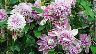 Clématite (Clematis sp.), renonculacées. La sève entraîne une inflammation de la peau et des muqueuses. Quant à l'ingestion, elle est à l'origine d'une violente inflammation des muqueuses buccale et digestive.  PHOTO : JÉRÔME JULLIEN