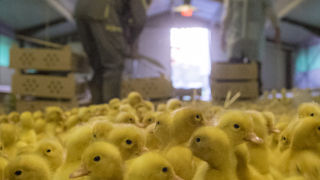 En France, au 28 novembre 2022, 80 foyers en élevage d’influenza aviaire hautement pathogène (IAHP) étaient recensés depuis le début de la saison 2022-2023. En France, au 28 novembre 2022, 80 foyers en élevage d’influenza aviaire hautement pathogène (IAHP) étaient recensés depuis le début de la saison 2022-2023.