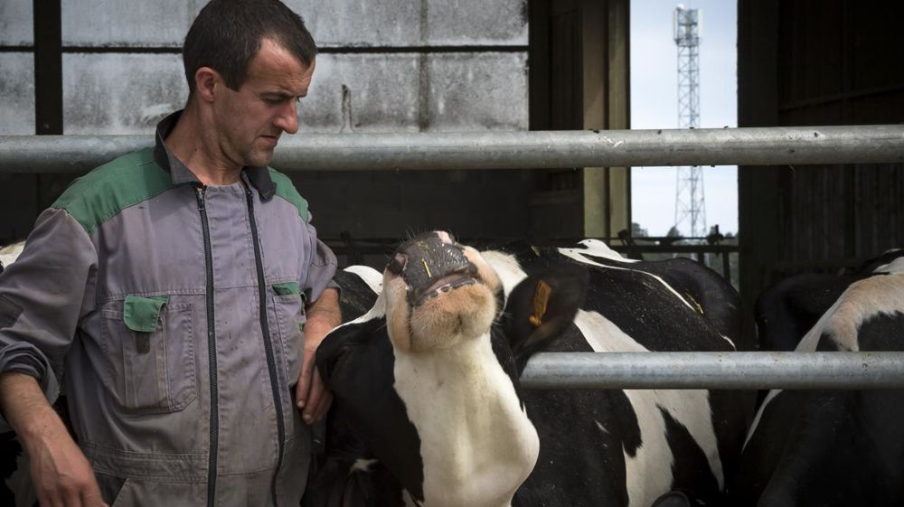 « Mes vaches ont des comportements anormaux. Elles ne vont plus manger ou boire régulièrement. C’est un scandale de laisser des bêtes souffrir comme cela. » © Jérôme Chabanne/Hans Lucas.